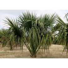 Sabal uresana (Sabal bleu) - Palmiers du Monde