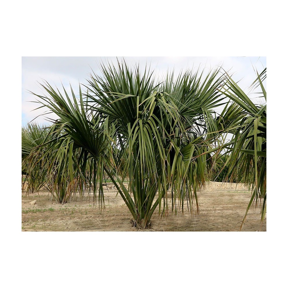 Sabal uresana (Sabal bleu) - Palmiers du Monde