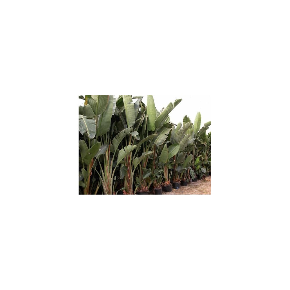 Strelitzia augusta - Palmiers du Monde Taille Strelitzia augusta 10/12  litres, 120-140 cm.