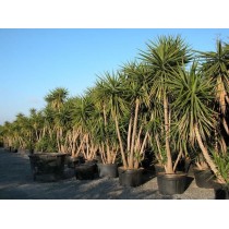Yucca elephantipes - Palmiers du Monde