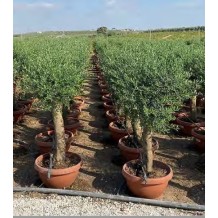 Olivier (Olea europaea) - Palmiers du Monde