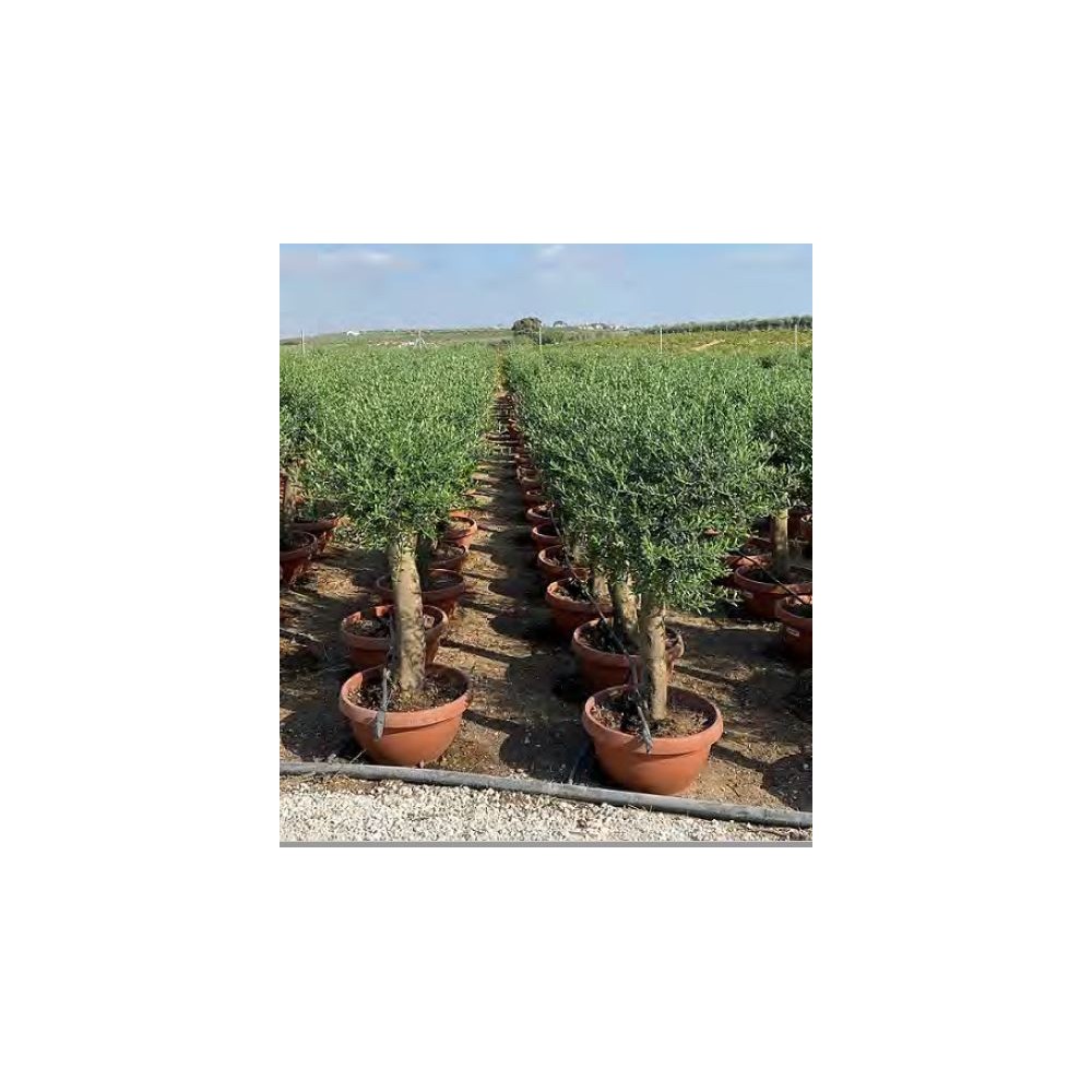 Olivier (Olea europaea) - Palmiers du Monde