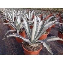 Agave americana mediopicta alba - Palmiers du Monde
