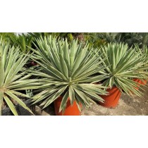 Agave angustifolia variegata - Palmiers du Monde