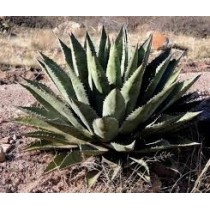 Agave chrysantha - Palmiers du Monde