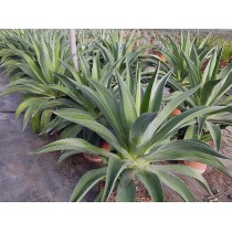 Agave desmettiana variegata - Palmiers du Monde