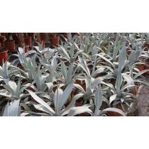 Agave fourcroydes (franzosinii) - Palmiers du Monde