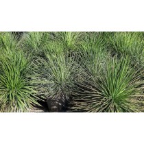 Agave geminiflora - Palmiers du Monde