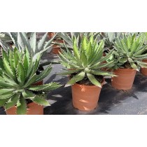 Agave horrida - Palmiers du Monde