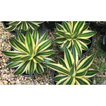 Agave lophantha quadricolor - Palmiers du Monde