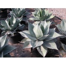 Agave ovatifloia - Palmiers du Monde
