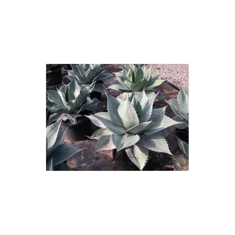 Agave ovatifloia - Palmiers du Monde