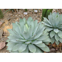 Agave potatorum - Palmiers du Monde