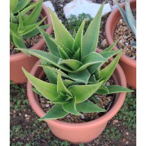 Aloe delaetii - Palmiers du Monde