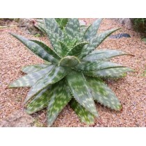 Aloe saponaria - Palmiers du Monde