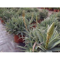 Aloe x spinosissima - Palmiers du Monde