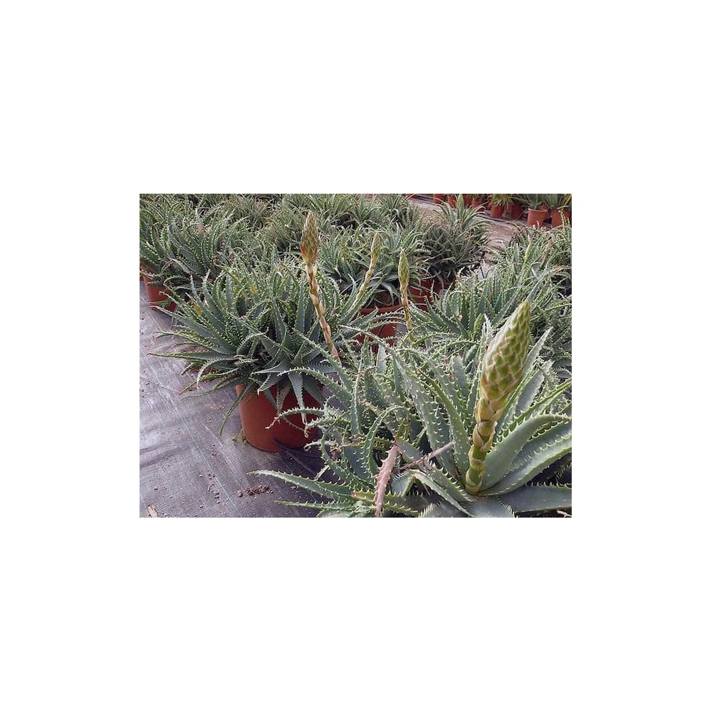 Aloe x spinosissima - Palmiers du Monde