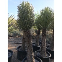 Yucca decipiens - Palmiers du Monde