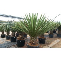 Yucca faxoniana - Palmiers du Monde