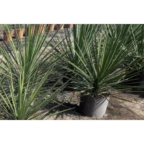 Yucca mixtecana - Palmiers du Monde