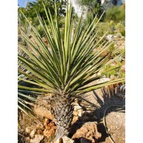 Yucca torreyi - Palmiers du Monde