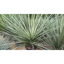 Yucca baccata - Palmiers du Monde