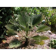 Trachycarpus wagnerianus