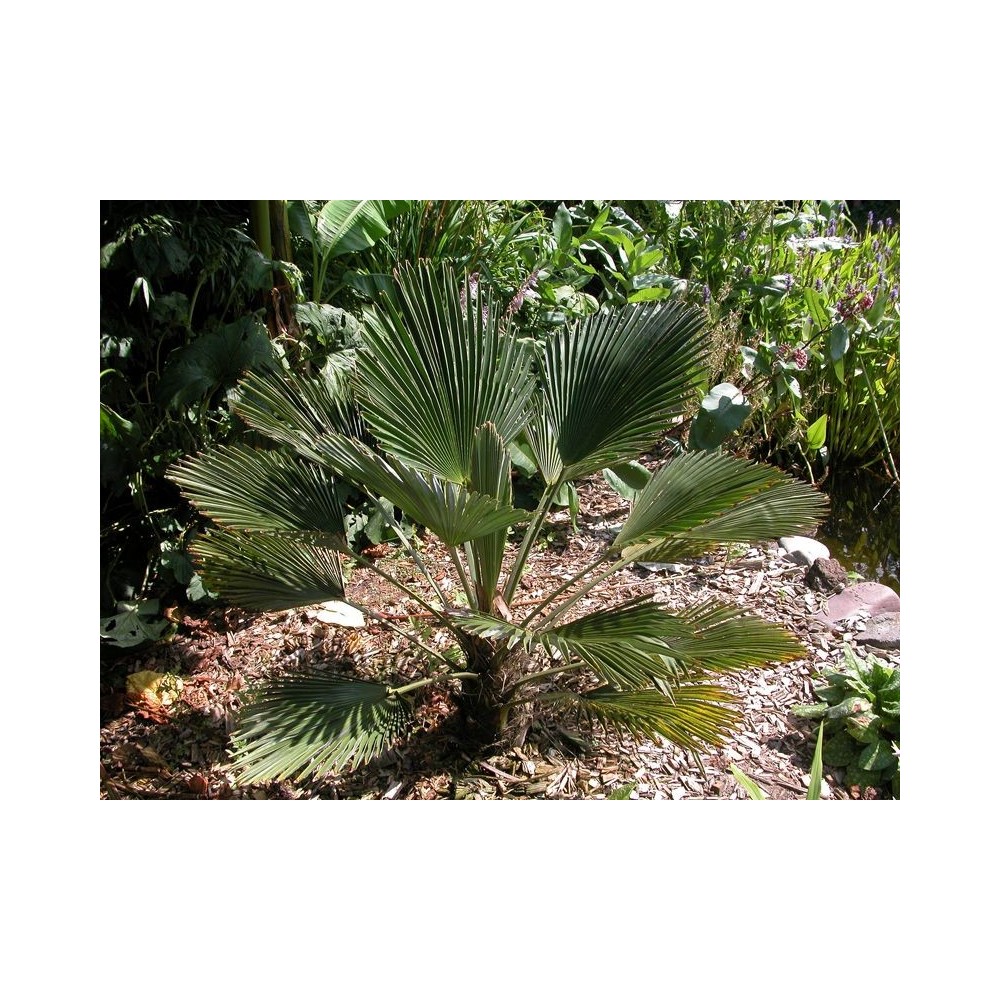 Trachycarpus wagnerianus