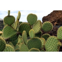 Opuntia scheeri - Palmiers du Monde