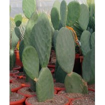 Opuntia titania - Palmiers du Monde