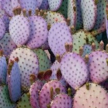 Opuntia violacea - Palmiers du Monde
