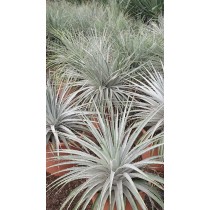 Puya coerulea - Palmiers du Monde