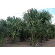 Sabal mexicana - Palmiers du Monde