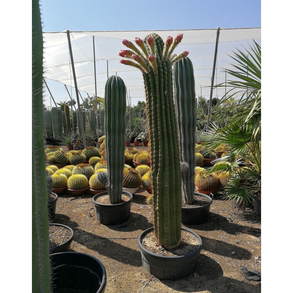 Trichocereus pasacana