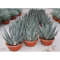Agave Nigra - Palmiers du Monde