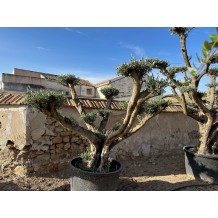 Olivier Nuage - Palmiers du Monde