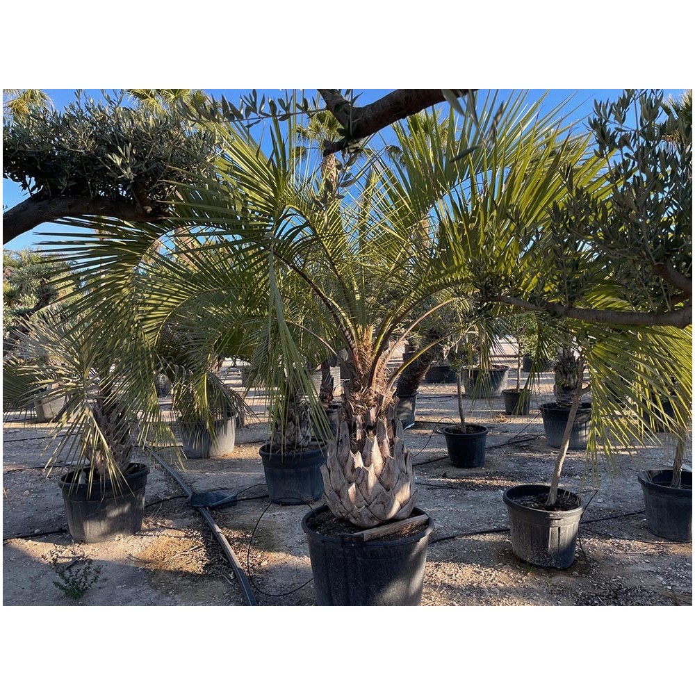 Butia yatay - Palmiers du Monde