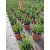 Aloe vera - Palmiers du Monde