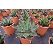 Agave montana - Palmiers du Monde
