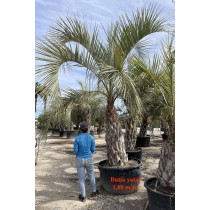Butia yatay - Palmiers du Monde