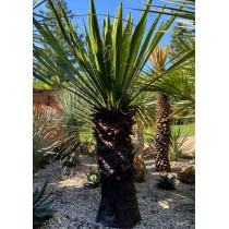 Yucca carnerosana - Palmiers du Monde