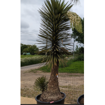 Yucca Filifera - Palmiers du Monde