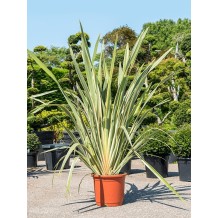 Phormium Tenax - Palmiers du Monde