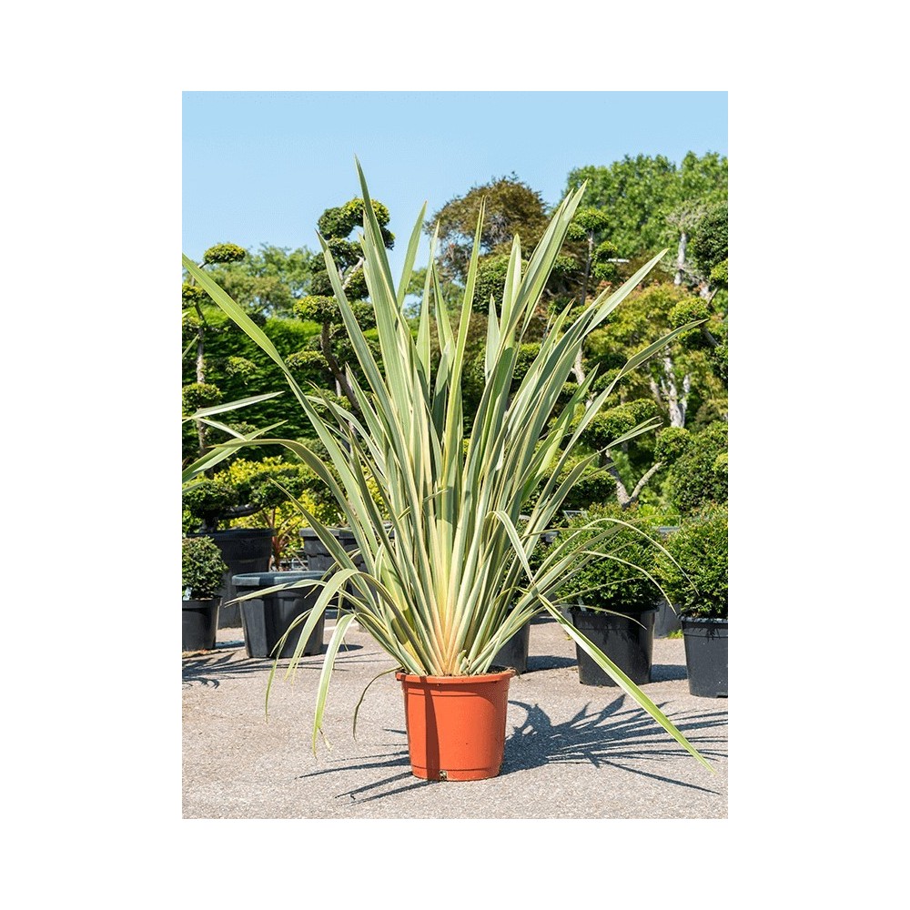 Phormium Tenax - Palmiers du Monde Phormium Tenax - Palmiers du Monde