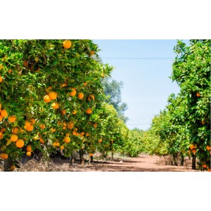 Oranger- Citrus sinensis