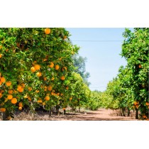 Oranger- Citrus sinensis