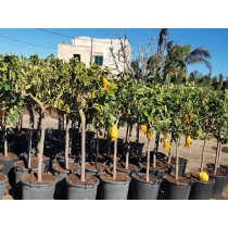 Main de Bouddha - Citrus medica