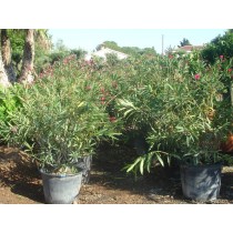Laurier rose - Nerium oleander - Palmiers du Monde