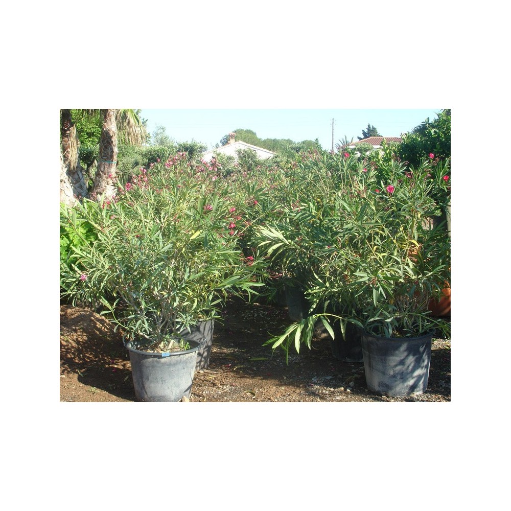 Laurier Rose Blanc (Nerium Oleander) - Plante Méditerranéenne - Pot ⌀22cm, Hauteur 50-60cm - Pour Haie, Terrasse, Balcon