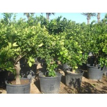 Mandarinier- Citrus reticula